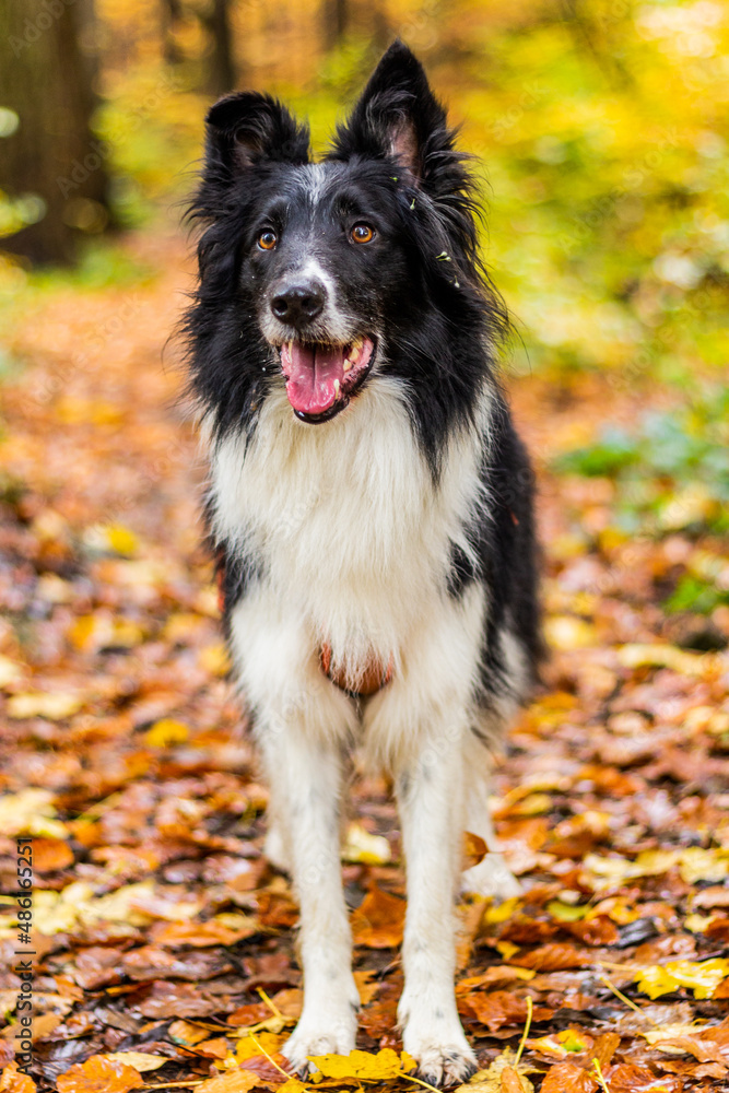 Collie breed dog on a bench in autumn colorful forest