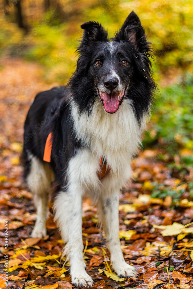 Fototapeta premium Collie breed dog on a bench in autumn colorful forest