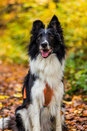 Fototapeta Naklejka Na Ścianę i Meble -  Collie breed dog in autumn colorful forest