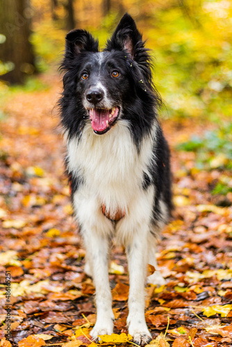 Fototapeta Naklejka Na Ścianę i Meble -  Collie breed dog on a bench in autumn colorful forest