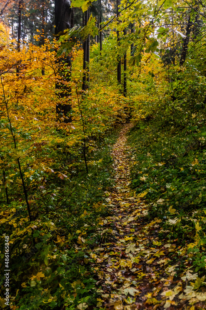 Autumn view of a forest path at Andrluv Chlum mountain near Usti nad Orlici, Czech Republic