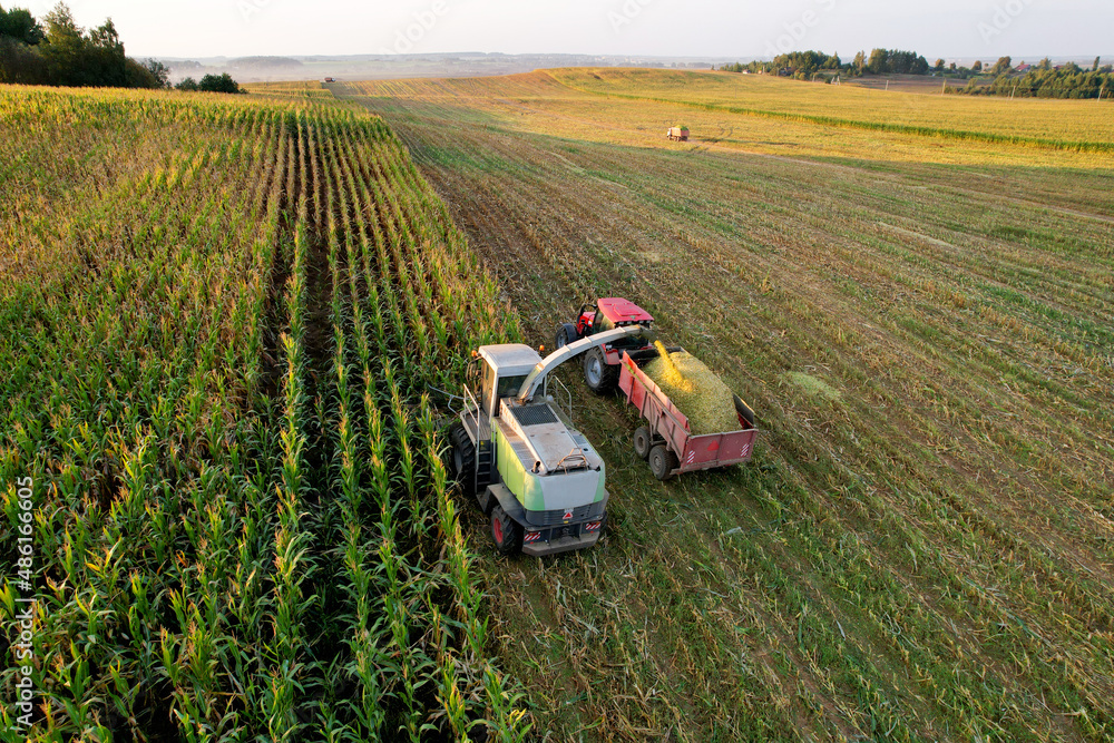 Maize Harvesting with Forage harvester in field, aerial view. Cutting Maize for silage. Tractor with trailer transports corn from field. Corn harvest season at farm. Self-propelled harvester.