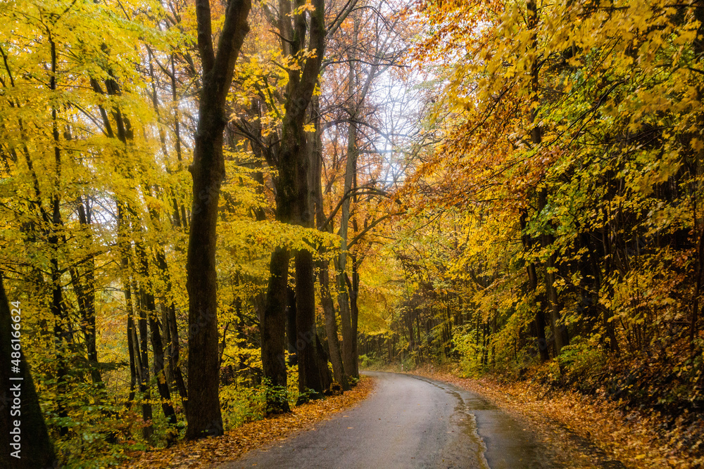 Autumn view of a road near Letohrad, Czech Republic