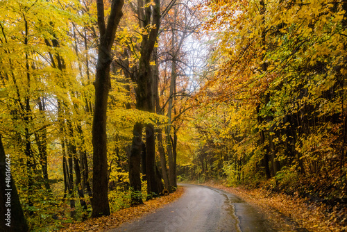 Autumn view of a road near Letohrad, Czech Republic © Matyas Rehak