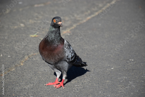A quirky pigeon walks around in an urban concrete setting