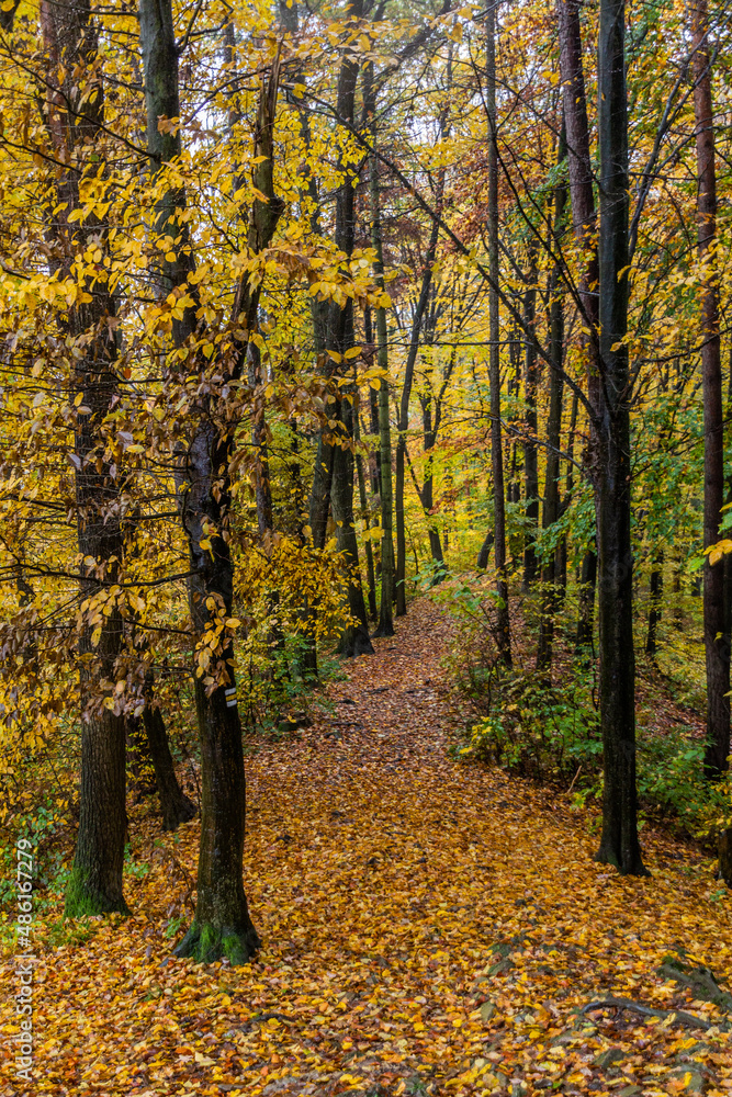 Obraz premium Autumn view of a path to Potstejn castle, Czech Republic