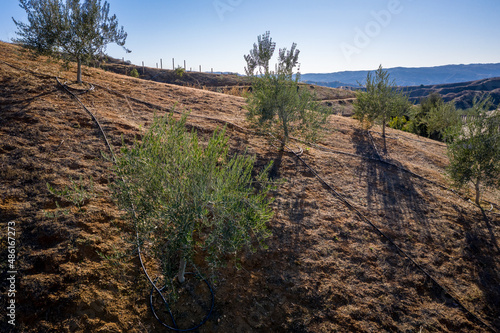 Olive grove in California