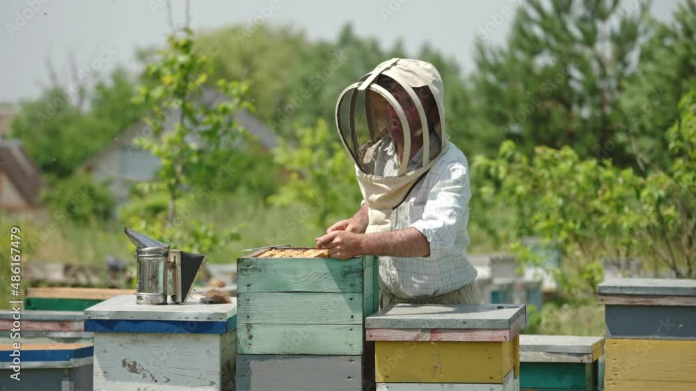 Beekeeper in protective hat shakes the bees off the frame. Man uses long brush to clean the frame from insects. Bee swarm flying around the apiary. Beekeeper in protective hat shakes the bees off the frame. Man uses long brush to clean the frame from insects. Bee swarm flying around the apiary.