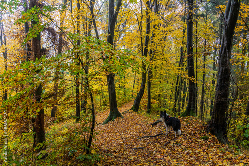 Collie dog in an autumn forest