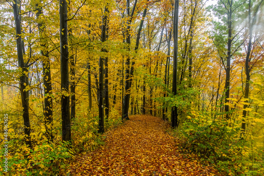 Obraz premium Autumn view of a path in a forest, Czech Republic