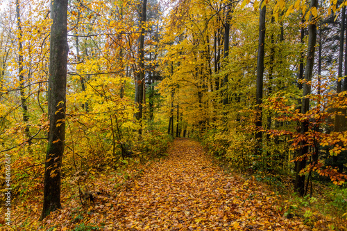 Autumn view of a path in a forest, Czech Republic