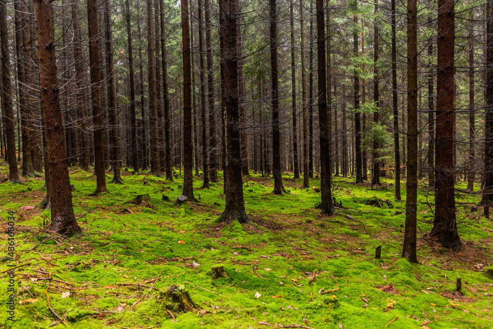 Fototapeta premium Moss covered forest in the Czech Republic
