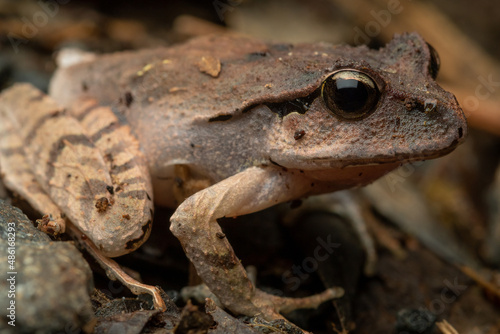 Fletcher's or black-soled frog (Lechriodus flechteri) close-up in the rainforest of the Gold Coast Hinterland, Queensland, Australia. Tadpole of the species are known for being highly cannibalistic. photo