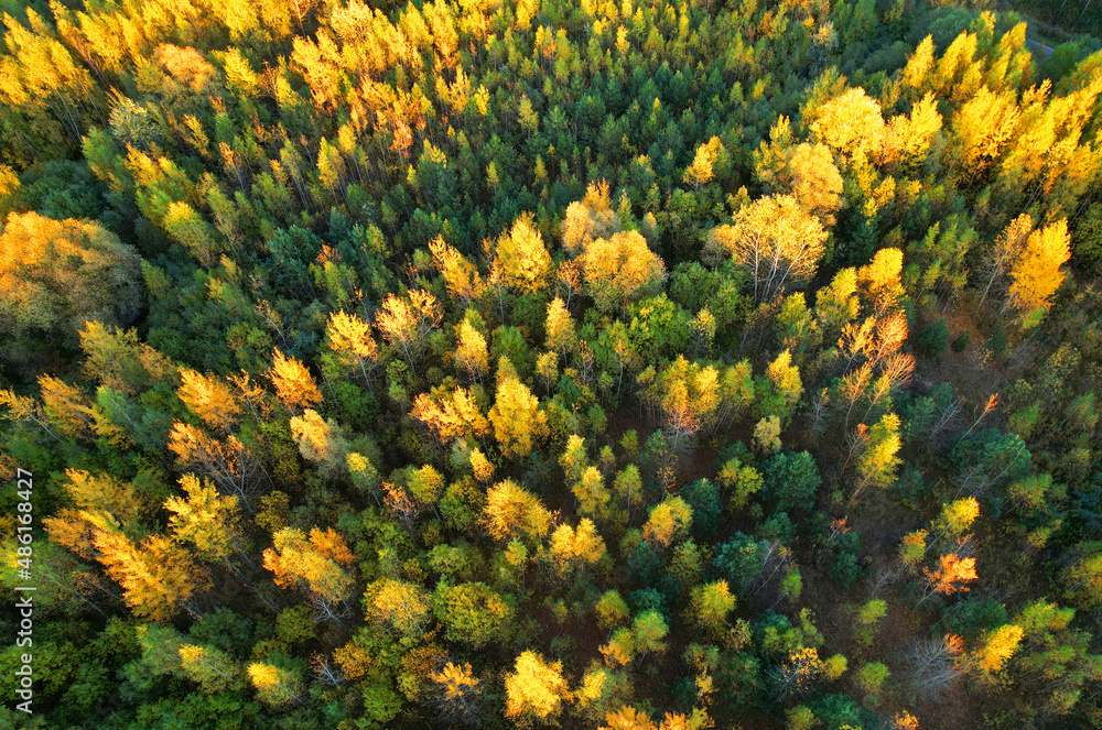 Fototapeta premium Forest in golden colors of autumn. Forest top view. Yellow leaves of trees and pines in a wild forest aerial view. Fresh fir trees in orange background. Autumn landscape, backgound, texture..
