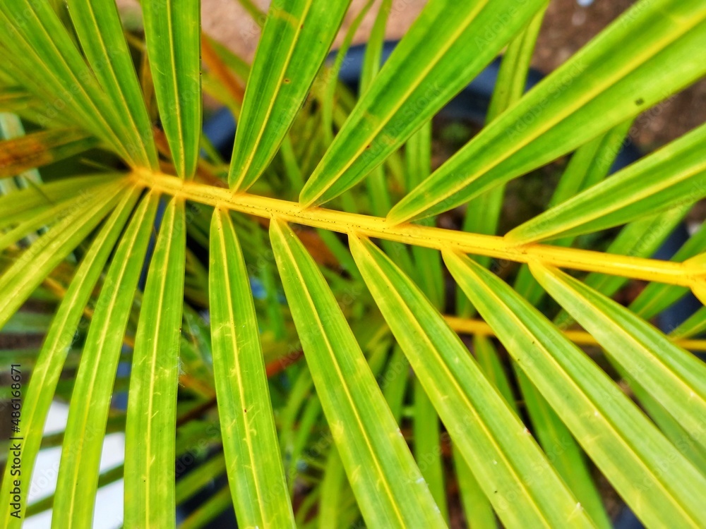 Beautiful green leaves suitable for wallpaper Beautiful green leaves suitable for wallpaper