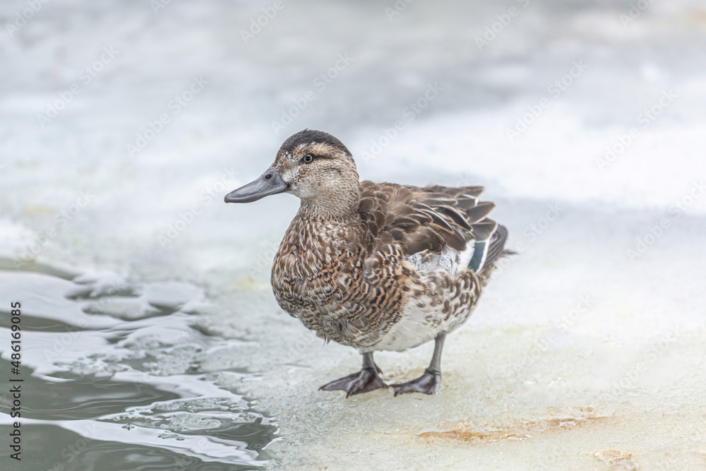 Portrait of a duck in a icy pond in the winter outdoors Portrait of a duck in a icy pond in the winter outdoors