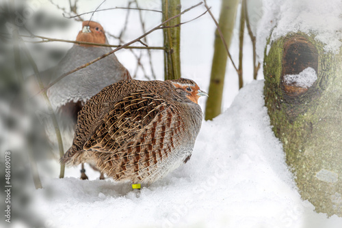 Portrait of a hazel grouse in the winter at the bavarian forest national park photo