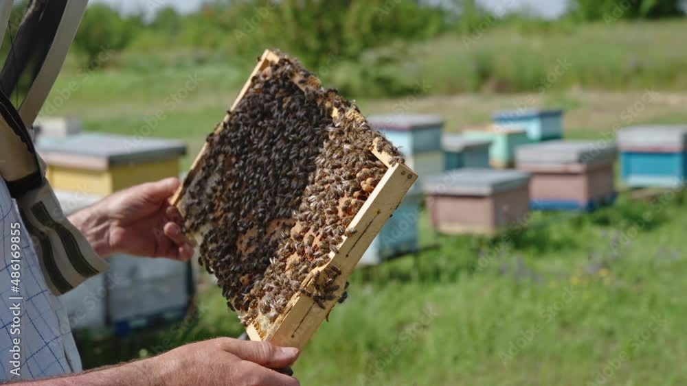 Man’s bare hands turning the frame covered with worker bees. Apiarist checks the honey harvest. Lots of bees flying around. Blurred backdrop. Man’s bare hands turning the frame covered with worker bees. Apiarist checks the honey harvest. Lots of bees flying around. Blurred backdrop.