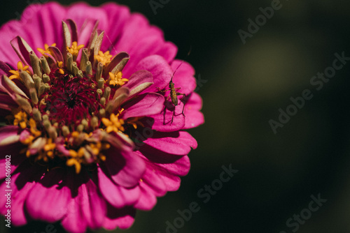 Pink flower with small bug