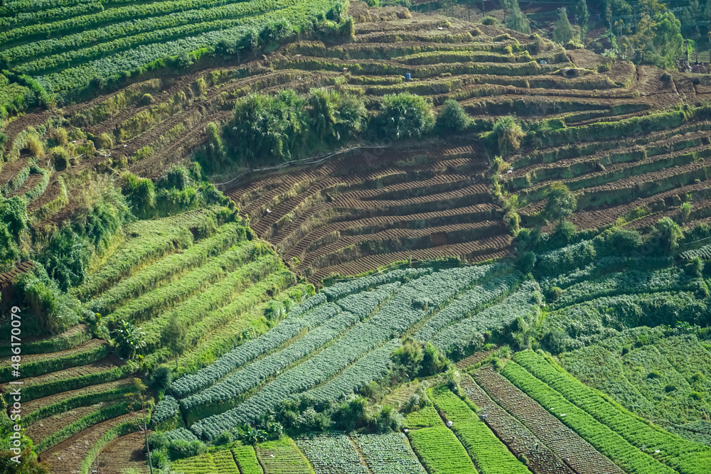 bird view, drone view, angle from the top of the cabbage terrace at the foot of the mountain