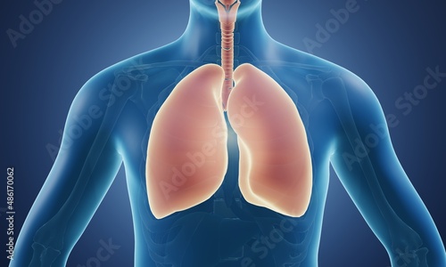 Human lungs and respiratory system anatomy