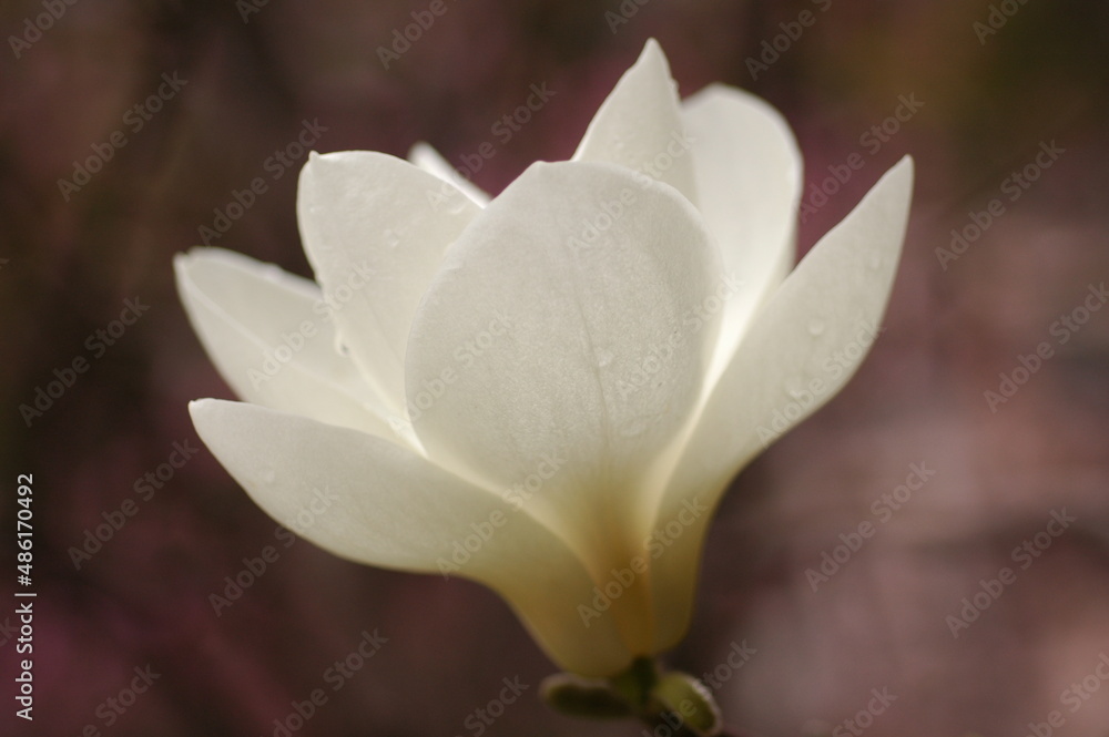 magnolia flower closeup magnolia flower closeup