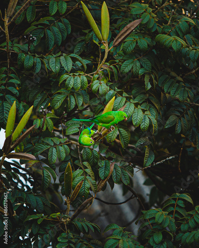 Periquitos-verde nas árvores.