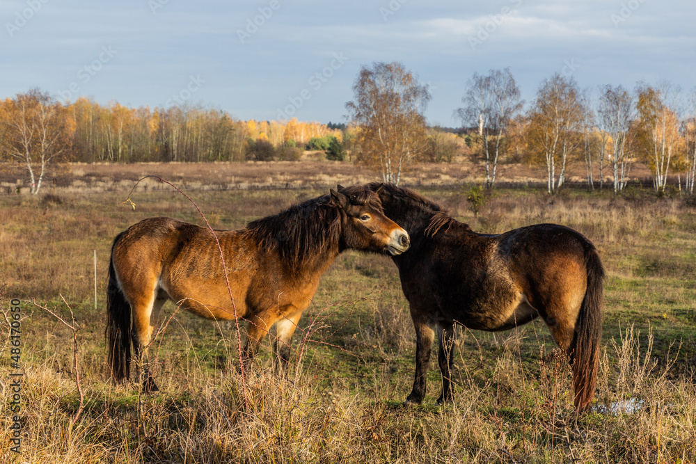Obraz premium European wild horses (Equus ferus ferus) in Milovice Nature Reserve, Czech Republic