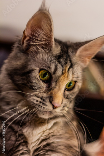 Fototapeta Naklejka Na Ścianę i Meble -  Portrait of a young Maine Coon cat