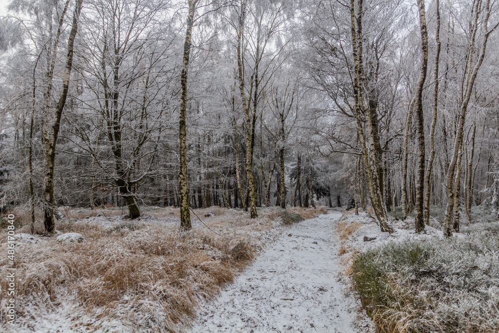 Winter view of a path through a birch forest in the Czech Republic Winter view of a path through a birch forest in the Czech Republic
