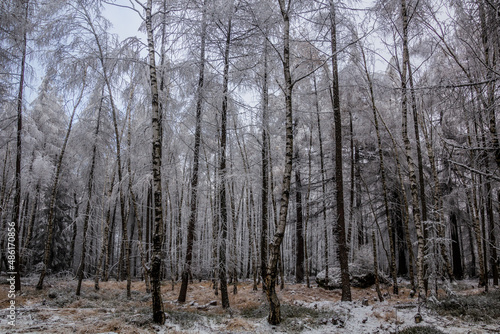 Winter view of a forest in the Czech Republic