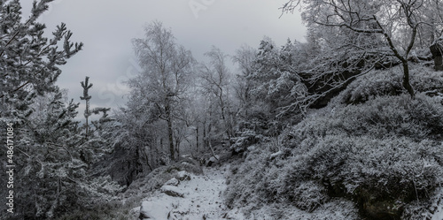 Winter view of a forest at Decinsky Sneznik mountain in the Czech Republic photo