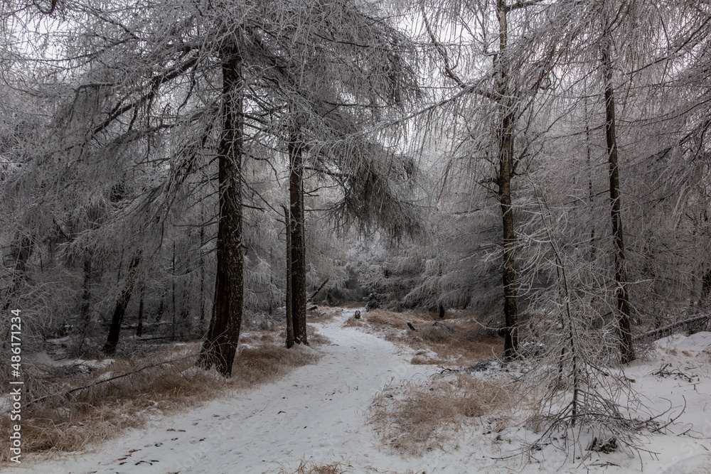 Winter view of a path through a forest at Decinsky Sneznik mountain in the Czech Republic