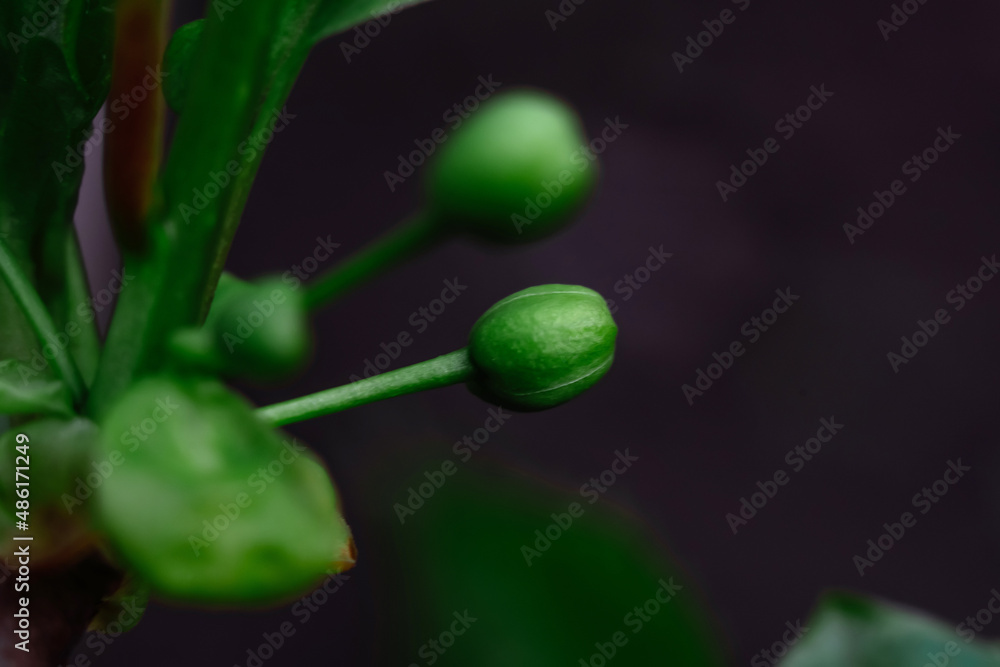 Macro closeup green leaves texture shot of small plant Macro closeup green leaves texture shot of small plant