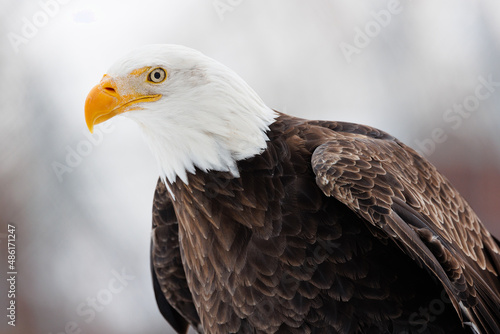 Profile of an American Bald Eagle in winter with a snow white background