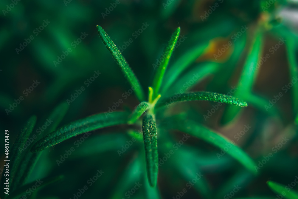 Macro closeup green leaves texture shot of small plant Macro closeup green leaves texture shot of small plant
