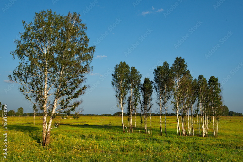 Obraz premium Russia. Altai Territory. Birch islets among the endless sown fields near the village of Tselinnoye.