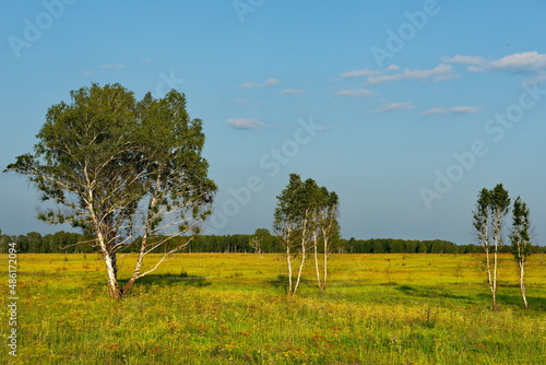 Russia. Altai Territory. Birch islets among the endless sown fields near the village of Tselinnoye.