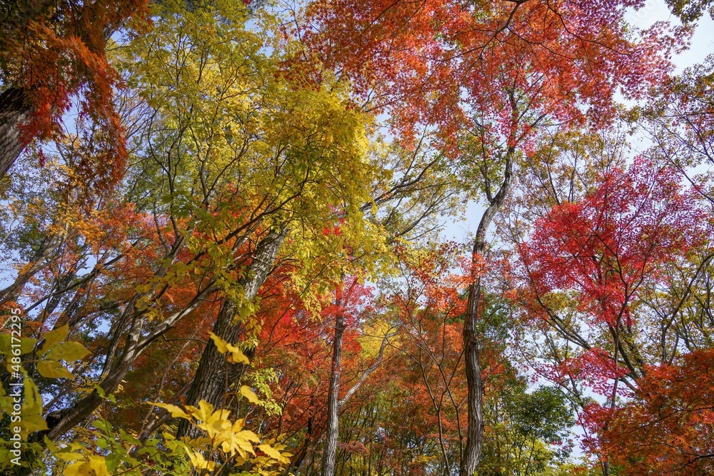 青空バックに見上げるカラフルな紅葉情景＠神戸、兵庫