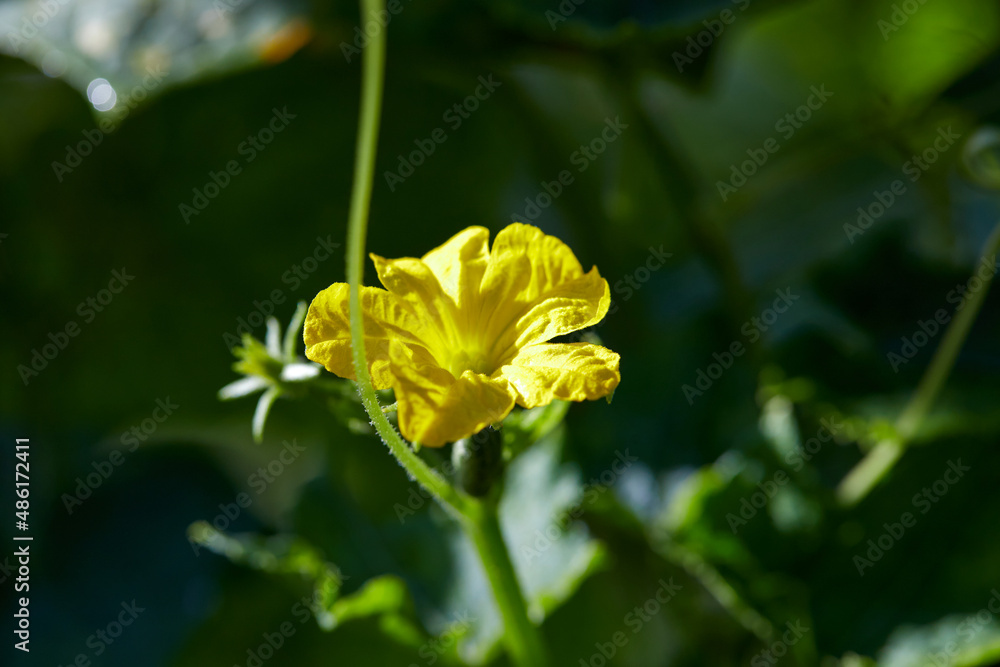 The cucumber vine and cucumber flower blooming in the organic farm
The cucumber vine and cucumber flower blooming in the organic farm