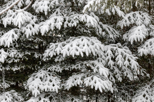 Snow covered evergreens