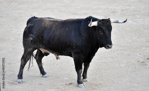 spanish bull with big horns