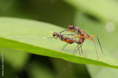 A pair of long legged skinny fly is mating on a taro leaf. 
