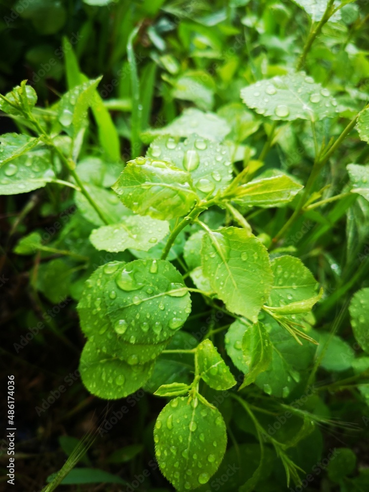water drops on leaf water drops on leaf