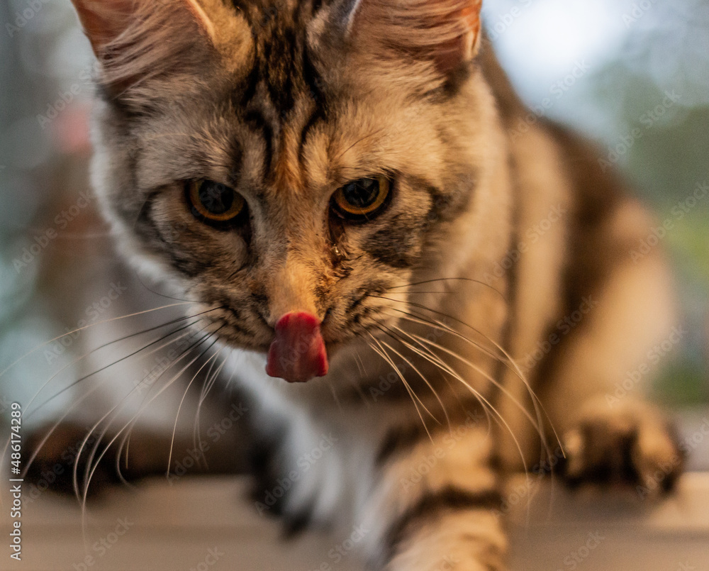 Naklejka premium View of young Maine Coon cat licking herself