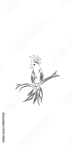 Bird angel and devil abstrak kakatua Indonesia