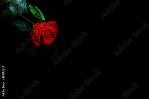 Rose rouge sur fond noir avec espace pour texte