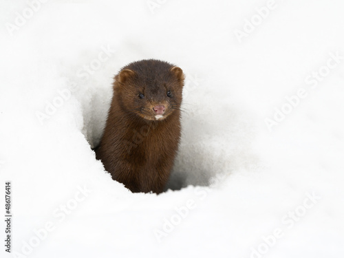 American Mink looking out from a snow hole in winter  © FotoRequest