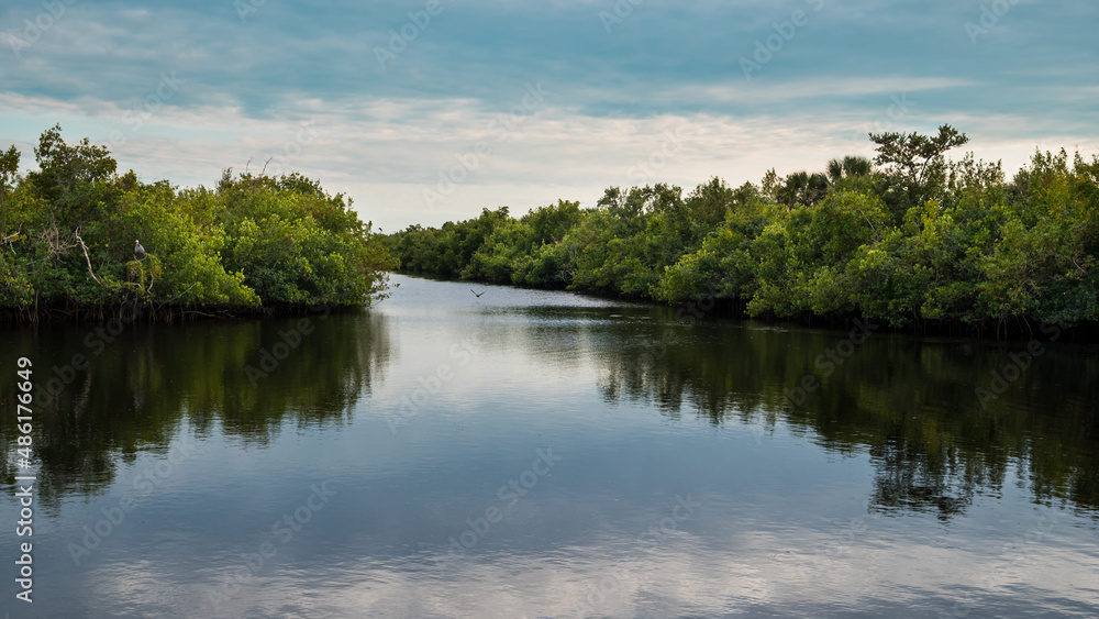 mangroves in Florida. The Florida mangroves ecoregion, of the mangrove forest biome, comprise an ecosystem along the coasts of the Florida peninsula, and the Florida Keys. Four major species