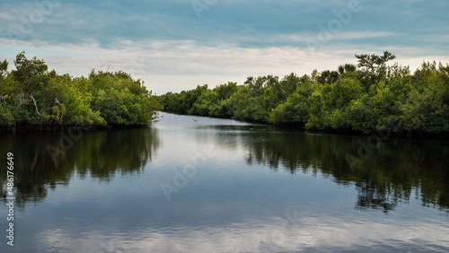 mangroves in Florida. The Florida mangroves ecoregion  of the mangrove forest biome  comprise an ecosystem along the coasts of the Florida peninsula  and the Florida Keys. Four major species